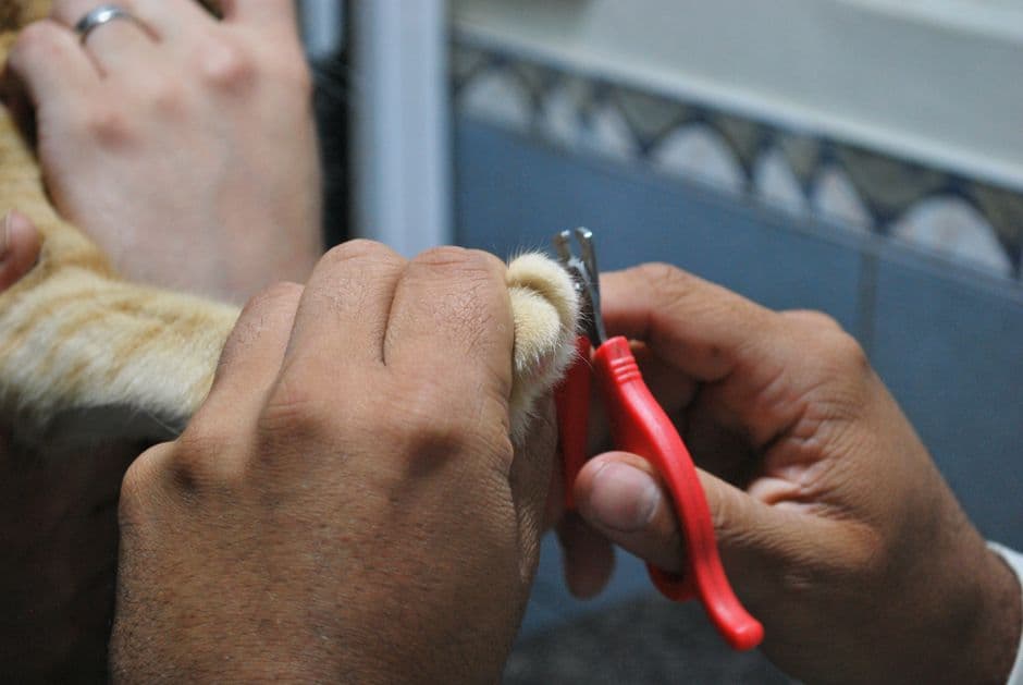 Hands and nail clippers on a surface
